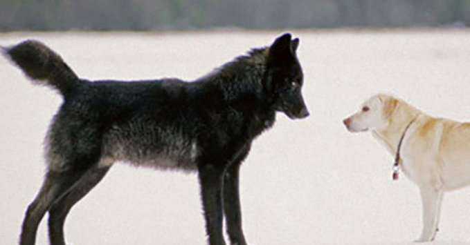「狼が家の外で人間とその犬に近づく」抜粋記事